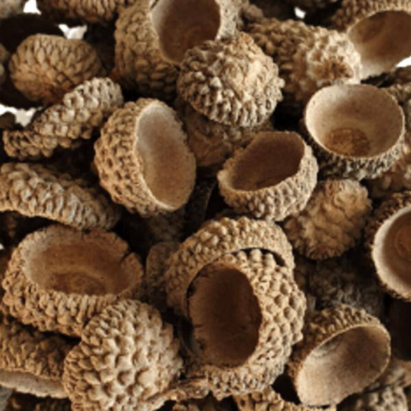 Image shows natural acorn caps